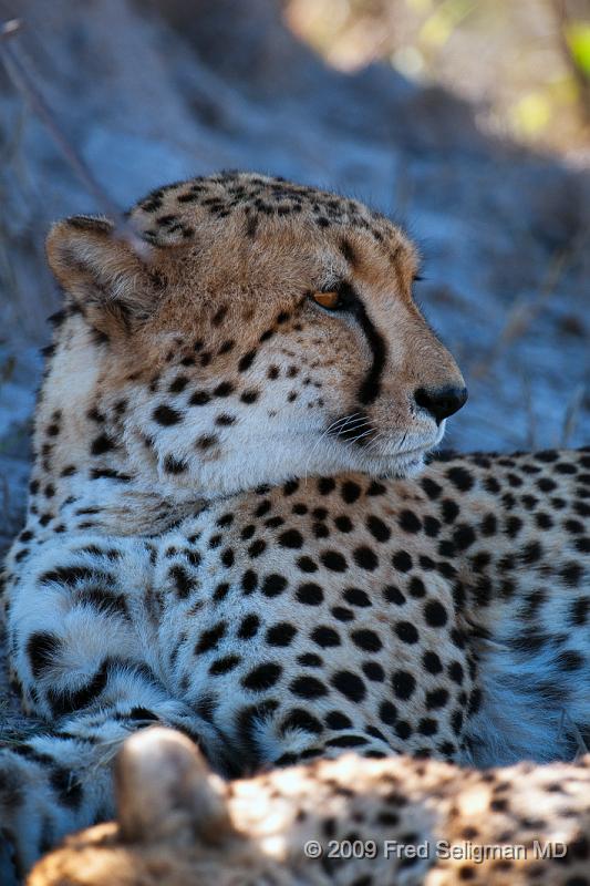 20090618_102021 D300 (5) X1.jpg - Cheetah at Selinda Spillway (Hunda Island) Botswana